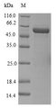 ELAVL4 / HuD Protein - (Tris-Glycine gel) Discontinuous SDS-PAGE (reduced) with 5% enrichment gel and 15% separation gel.