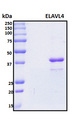 ELAVL4 / HuD Protein - SDS-PAGE under reducing conditions and visualized by Coomassie blue staining