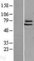 ELF4 / MEF Protein - Western validation with an anti-DDK antibody * L: Control HEK293 lysate R: Over-expression lysate