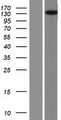 ELKS / ERC1 Protein - Western validation with an anti-DDK antibody * L: Control HEK293 lysate R: Over-expression lysate