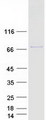 ELMO2 Protein - Purified recombinant protein ELMO2 was analyzed by SDS-PAGE gel and Coomassie Blue Staining