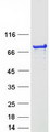 ELMO2 Protein - Purified recombinant protein ELMO2 was analyzed by SDS-PAGE gel and Coomassie Blue Staining
