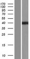 ELMOD1 Protein - Western validation with an anti-DDK antibody * L: Control HEK293 lysate R: Over-expression lysate