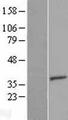 EMC2 / TTC35 Protein - Western validation with an anti-DDK antibody * L: Control HEK293 lysate R: Over-expression lysate
