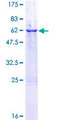EMC2 / TTC35 Protein - 12.5% SDS-PAGE of human TTC35 stained with Coomassie Blue