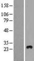 EMC3 Protein - Western validation with an anti-DDK antibody * L: Control HEK293 lysate R: Over-expression lysate