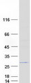 EMC7 Protein - Purified recombinant protein EMC7 was analyzed by SDS-PAGE gel and Coomassie Blue Staining