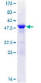 EMC8 / COX4NB Protein - 12.5% SDS-PAGE of human COX4NB stained with Coomassie Blue