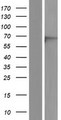 EME1 Protein - Western validation with an anti-DDK antibody * L: Control HEK293 lysate R: Over-expression lysate