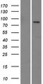 EMILIN3 Protein - Western validation with an anti-DDK antibody * L: Control HEK293 lysate R: Over-expression lysate