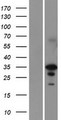 EN2 Protein - Western validation with an anti-DDK antibody * L: Control HEK293 lysate R: Over-expression lysate