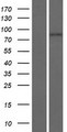 ENGASE Protein - Western validation with an anti-DDK antibody * L: Control HEK293 lysate R: Over-expression lysate