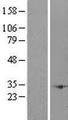 ENKUR Protein - Western validation with an anti-DDK antibody * L: Control HEK293 lysate R: Over-expression lysate