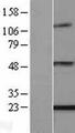 ENPP6 Protein - Western validation with an anti-DDK antibody * L: Control HEK293 lysate R: Over-expression lysate