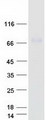 ENTPD4 / LALP70 Protein - Purified recombinant protein ENTPD4 was analyzed by SDS-PAGE gel and Coomassie Blue Staining