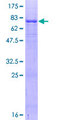 EOGT Protein - 12.5% SDS-PAGE of human C3orf64 stained with Coomassie Blue