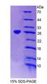 EPRS / PARS Protein - Recombinant Glutamyl Prolyl tRNA Synthetase (EPRS) by SDS-PAGE