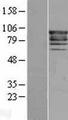 EPS8 Protein - Western validation with an anti-DDK antibody * L: Control HEK293 lysate R: Over-expression lysate