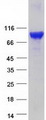 EPS8L1 Protein - Purified recombinant protein EPS8L1 was analyzed by SDS-PAGE gel and Coomassie Blue Staining