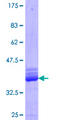Epsin 1 / EPN1 Protein - 12.5% SDS-PAGE Stained with Coomassie Blue.