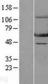 ERAL1 Protein - Western validation with an anti-DDK antibody * L: Control HEK293 lysate R: Over-expression lysate