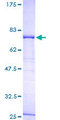 ERAL1 Protein - 12.5% SDS-PAGE of human ERAL1 stained with Coomassie Blue