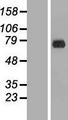 ERF / PE2 Protein - Western validation with an anti-DDK antibody * L: Control HEK293 lysate R: Over-expression lysate