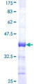 ERF / PE2 Protein - 12.5% SDS-PAGE Stained with Coomassie Blue.
