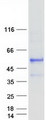 ERGIC3 Protein - Purified recombinant protein ERGIC3 was analyzed by SDS-PAGE gel and Coomassie Blue Staining