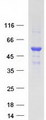 ERGIC3 Protein - Purified recombinant protein ERGIC3 was analyzed by SDS-PAGE gel and Coomassie Blue Staining