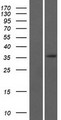 ERI3 Protein - Western validation with an anti-DDK antibody * L: Control HEK293 lysate R: Over-expression lysate