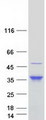 ERP27 Protein - Purified recombinant protein ERP27 was analyzed by SDS-PAGE gel and Coomassie Blue Staining