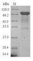 ESRRA / ERR Alpha Protein - (Tris-Glycine gel) Discontinuous SDS-PAGE (reduced) with 5% enrichment gel and 15% separation gel.