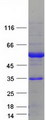 ESRRA / ERR Alpha Protein - Purified recombinant protein ESRRA was analyzed by SDS-PAGE gel and Coomassie Blue Staining