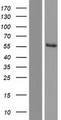 ETNPPL / AGXT2L1 Protein - Western validation with an anti-DDK antibody * L: Control HEK293 lysate R: Over-expression lysate