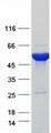 ETNPPL / AGXT2L1 Protein - Purified recombinant protein ETNPPL was analyzed by SDS-PAGE gel and Coomassie Blue Staining