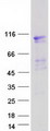 EVI5L Protein - Purified recombinant protein EVI5L was analyzed by SDS-PAGE gel and Coomassie Blue Staining