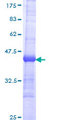 EVL Protein - 12.5% SDS-PAGE Stained with Coomassie Blue.