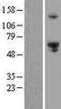 EXD1 Protein - Western validation with an anti-DDK antibody * L: Control HEK293 lysate R: Over-expression lysate