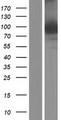 EXOC3L1 Protein - Western validation with an anti-DDK antibody * L: Control HEK293 lysate R: Over-expression lysate