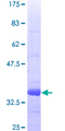 EXT2 Protein - 12.5% SDS-PAGE Stained with Coomassie Blue.
