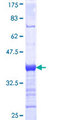 EXTL1 Protein - 12.5% SDS-PAGE Stained with Coomassie Blue.
