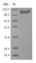 F13A1 / Factor XIIIa Protein - (Tris-Glycine gel) Discontinuous SDS-PAGE (reduced) with 5% enrichment gel and 15% separation gel.