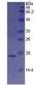 F8 / FVIII / Factor VIII Protein - Recombinant Coagulation Factor VIII By SDS-PAGE
