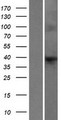 F8A2 Protein - Western validation with an anti-DDK antibody * L: Control HEK293 lysate R: Over-expression lysate