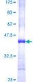 FADS1 Protein - 12.5% SDS-PAGE Stained with Coomassie Blue.