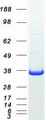 FAHD2A Protein - Purified recombinant protein FAHD2A was analyzed by SDS-PAGE gel and Coomassie Blue Staining
