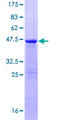 FAM107A / TU3A Protein - 12.5% SDS-PAGE of human FAM107A stained with Coomassie Blue