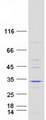 FAM109A Protein - Purified recombinant protein FAM109A was analyzed by SDS-PAGE gel and Coomassie Blue Staining