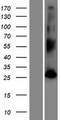 FAM109B Protein - Western validation with an anti-DDK antibody * L: Control HEK293 lysate R: Over-expression lysate